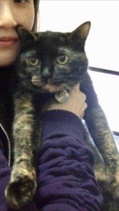 31日はサビ猫の日の記事動画