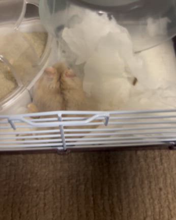 動物とのコミュニケーションの記事動画