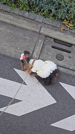 よく歩くポンムの記事動画