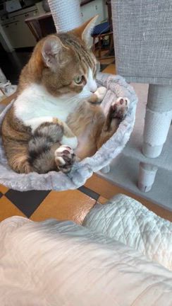 本日のチャチャ様♡の記事動画