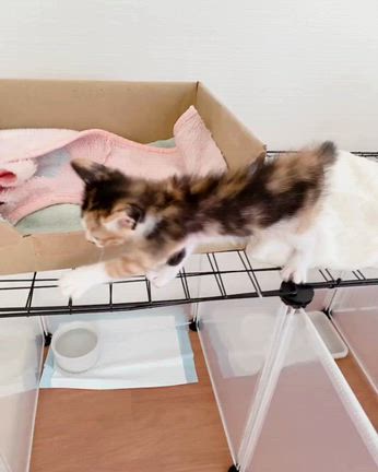 【里親様決定】三毛子猫　サハラちゃんの記事動画