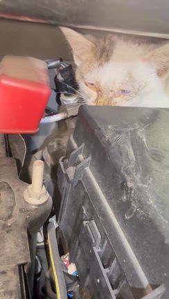 子猫を保護、、、よく頑張った‼️の記事動画