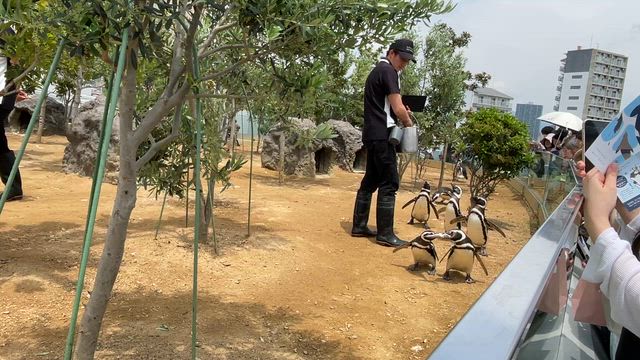 ③ 神戸須磨シーワールド  ペンギンのお散歩＆もぐもぐタイム♪の記事動画