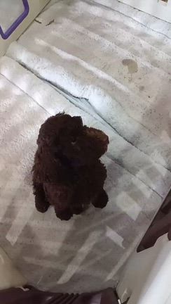 新しいおうちへ...！の記事動画