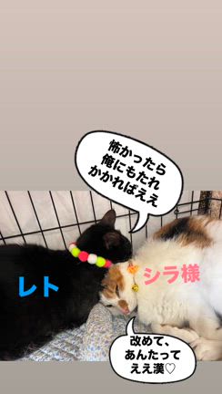 本日は譲渡会でした✨の記事動画