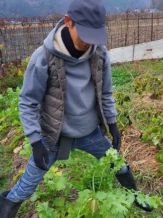 なぜか大根は立派に育ったの記事動画