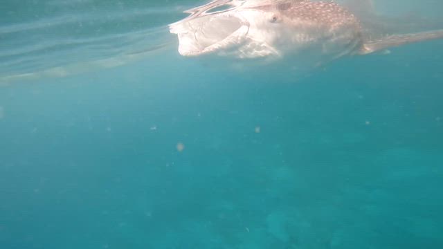 【セブ島一人旅／3日目】3泊4日セブ島のダイビング・シュノーケリングを楽しむ旅のモデルコース！の記事動画