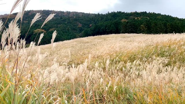 次男と仙石原への記事動画
