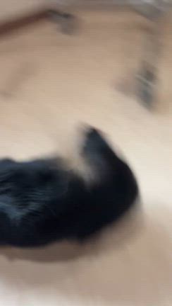 リンちゃんの記事動画