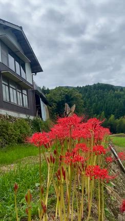 ヒガンバナ・稲積棚田★良いこと探しの記事動画