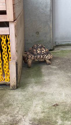 ケンチのイベントの記事動画