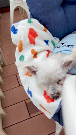 Koa家とAWAKEだよ〜(^-^)の記事動画