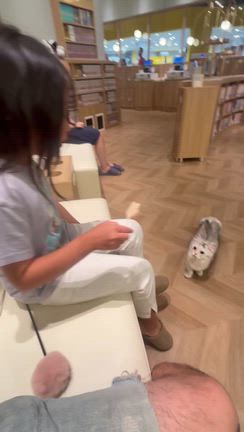 長野県松本市 CAT CAFE【MOCHA】の記事動画