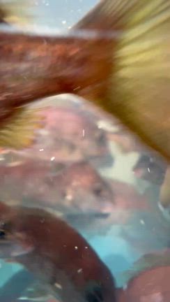 9月10日　日本釣振興会のマダイ稚魚放流に参加してきました^_^の記事動画