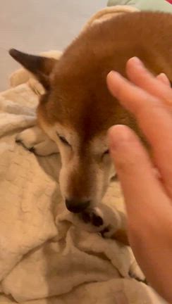 私とは寝てくれないの。。。笑の記事動画