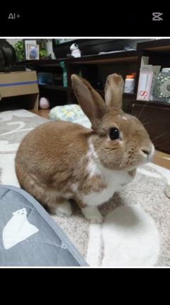 うさぎ温度の記事動画