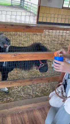 岩手県旅行の最終日！の記事動画