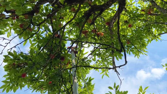 すももの季節になりました。の記事動画