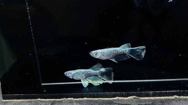 オリジナルメダカ✨の記事動画