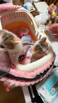 　　おもち、かりん、きなこ　の事の記事動画