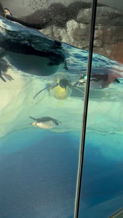 やぶろぐ　vol.15の記事動画