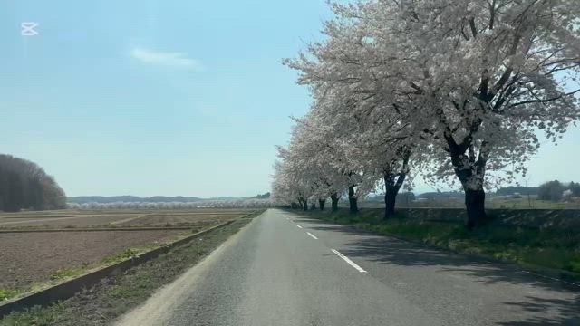 さくら／田んぼ普請の記事動画