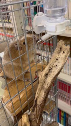 昨日のお話し　2月2日の記事動画