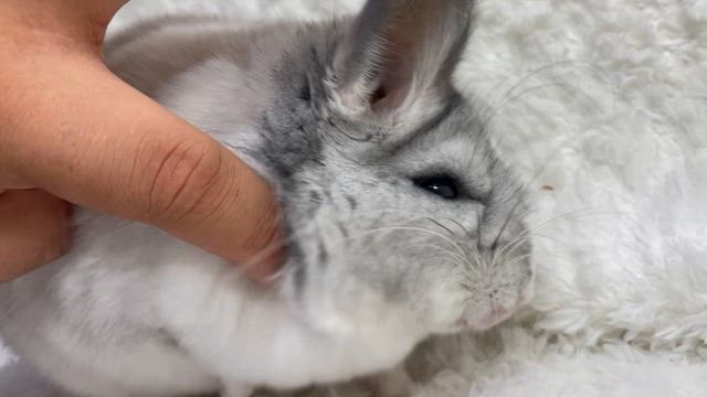 【福岡県飯塚市ペットショップ】チンチラパイド2匹ご紹介の記事動画