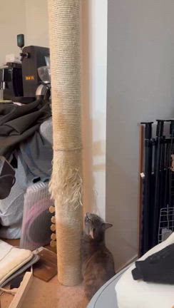 厳しい寒さのお外から暖かい家の中へ♪/虹の橋の記事動画