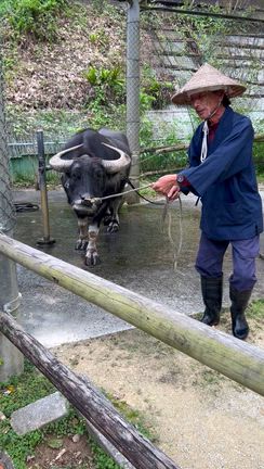 沖縄３人旅〰️午後は琉球村へ〰️の記事動画