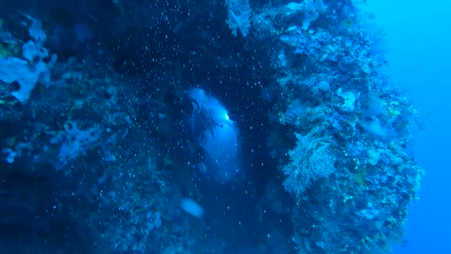 【セブ島一人旅／2日目】3泊4日セブ島のダイビング・シュノーケリングを楽しむ旅のモデルコース！の記事動画