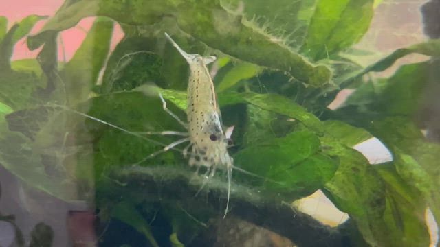最近のアクアネタ。〜ボトルにヤマトを追加＆微生物大量発生…の記事動画