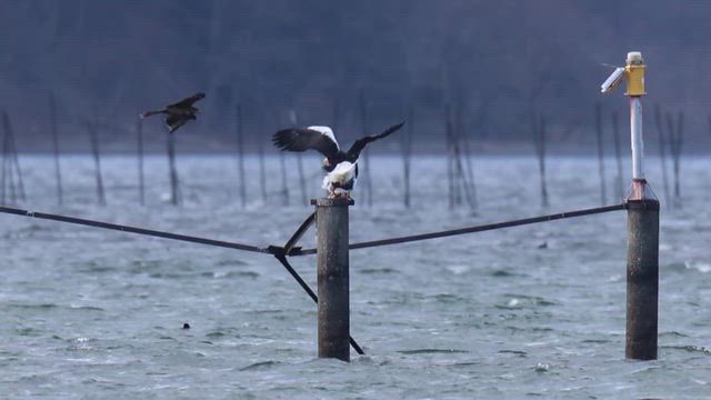 トビの執念の記事動画