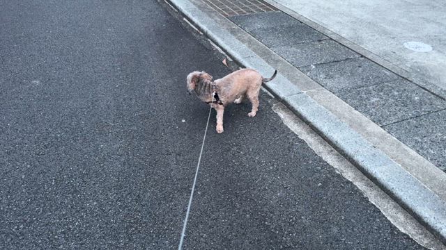 どうしても帰りたくない犬vsどうしても帰りたい私(動画あり)の記事動画