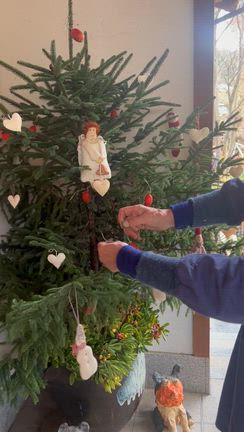 今月の花の記事動画