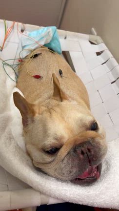 ごんちゃんのメンテナンス鍼灸の記事動画