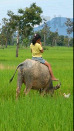 「Meets Laos」の参加募集を締め切りましたの記事動画