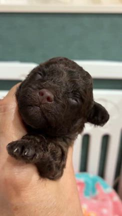 マリーの子の記事動画