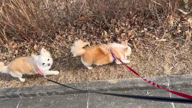 はなちゃんとさくちゃんとの日々の記事動画