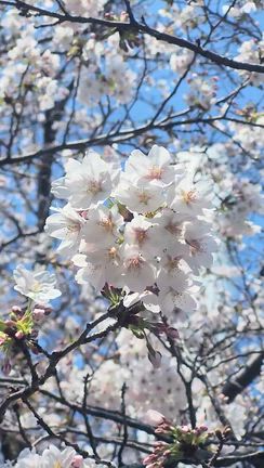 お花見 のち野球の記事動画