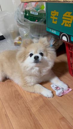 失敗した手紙の記事動画