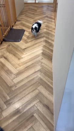トリミングのお迎えに行ったよの記事動画