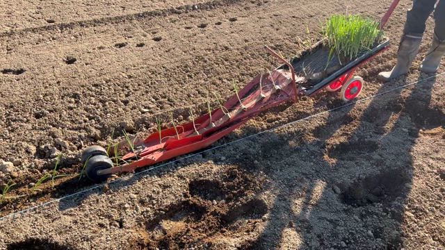 鏡石町での就農体験、今回は玉ねぎの苗植えをしました！の記事動画