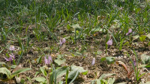 お花見日和に何処に行こう！の記事動画