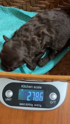 ブラウン10日目　ブラック16日目の体重の記事動画