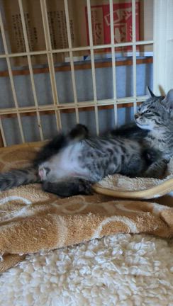 ビショ濡れ子猫ちゃんの記事動画