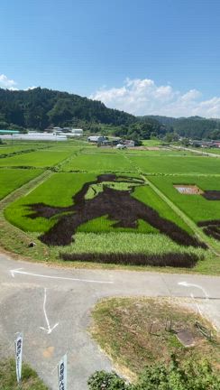 2025.7.25 今年の羽生結弦田んぼアートの記事動画
