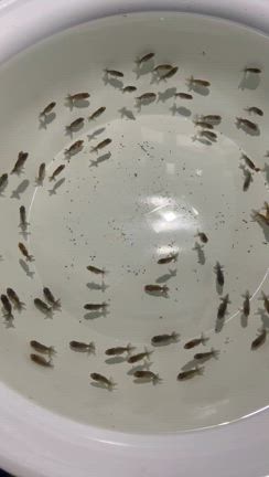 梅雨入りの記事動画