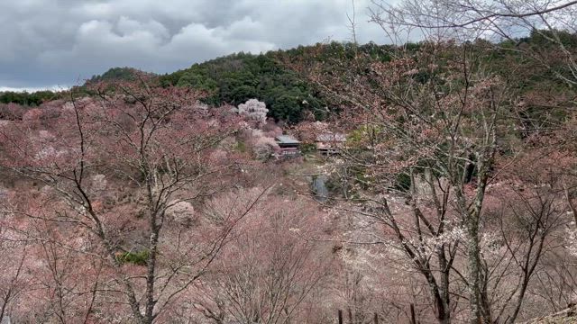 やっぱり桜は好きですの記事動画