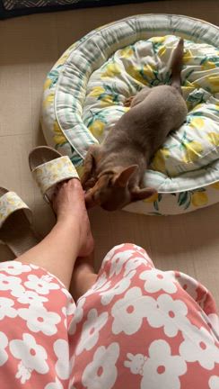 そしてこれもやめられないチワワの記事動画